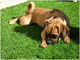 L'herbe artificielle amicale 25mm d'animal familier de douceur du PE pp imperméabilisent pour la tonalité des chiens 4